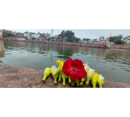 Radha Kunda Seva  Flower Offering