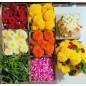 Giriraj Seva  Flowers Offering