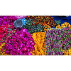 Offer flowers to Sri Giriraj Govardhan