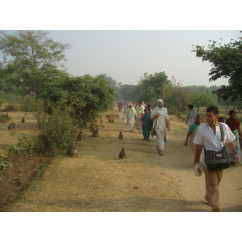 Giriraj Parikrama Seva