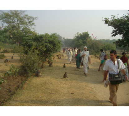 Donate water & juice for devotees doing Govardhana Praikrama